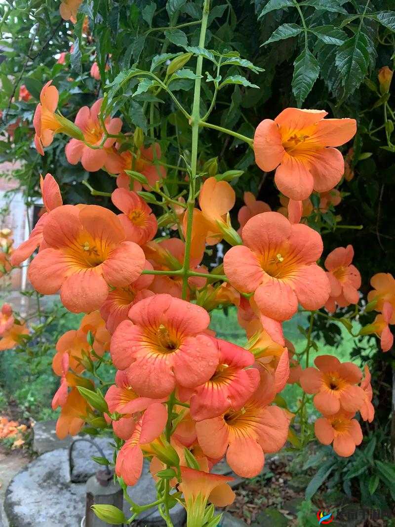 倒插莲花是什么样子的？揭秘这种独特植物的形态特征与生长环境