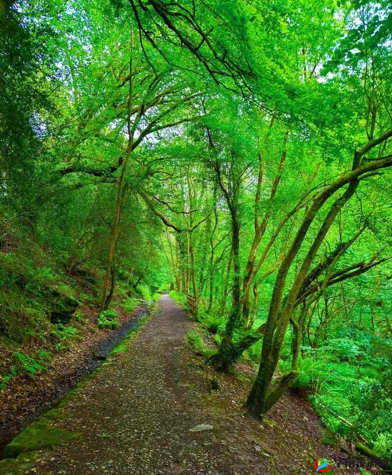 探索森林生成的奥秘：如何利用自然法则打造生态平衡的绿色世界