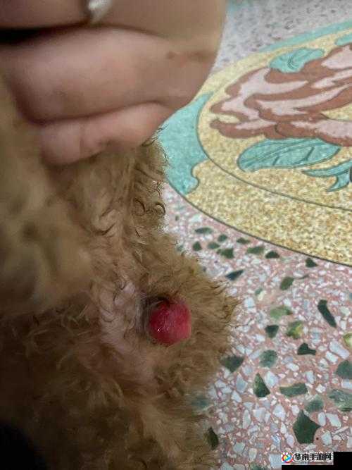 狗狗的东西又硬又烫？这是怎么回事？