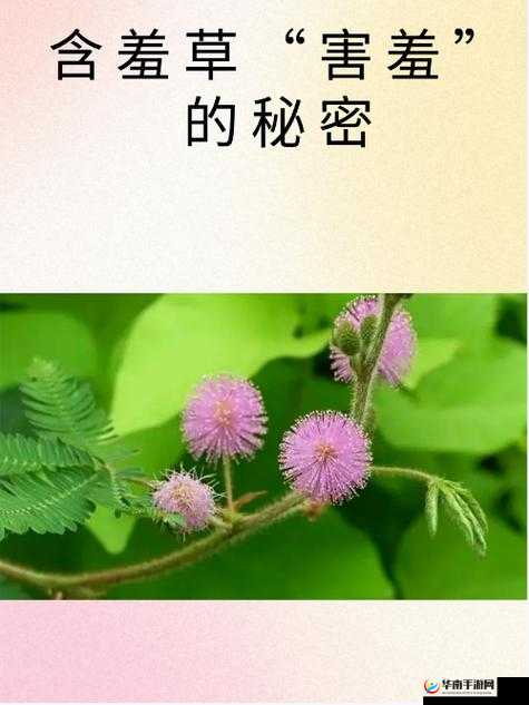 含羞草 2024 隐藏图：引发热议的神秘图像含羞草 2024 隐藏图：是恶作剧还是另有玄机？含羞草 2024 隐藏图：背后隐藏着怎样的秘密？含羞草 2024 隐藏图：你是否也在寻找？含羞草 2024 隐藏图：引发网友集体猜测