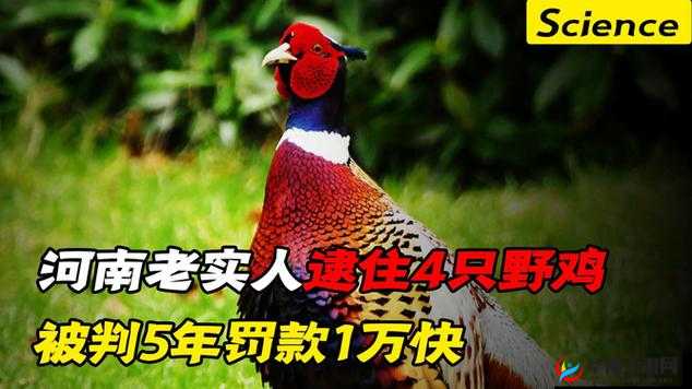 吃一只野鸡是否违法？专家解答