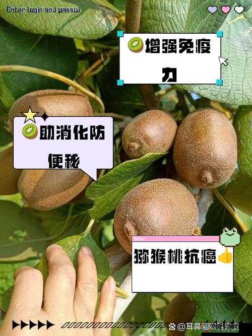 胡桃有哪些营养价值和功效？带你全面了解胡桃的好处与作用