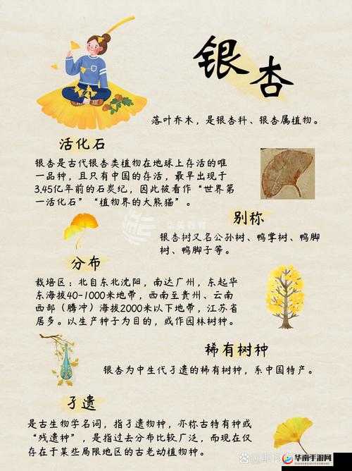 如何利用银杏叶标本进行植物学研究？详细步骤与技巧分享