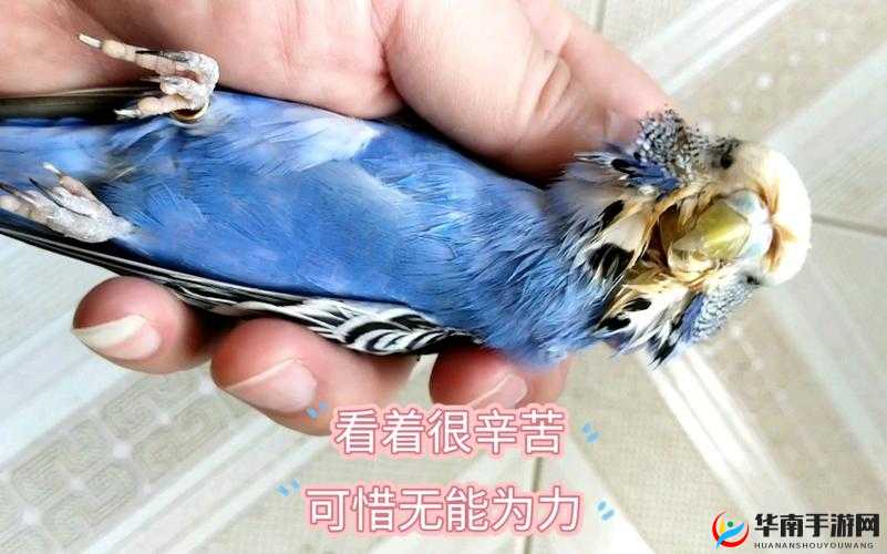 如何在创造与魔法中高效探寻蓝色鹦鹉，实现资源利用与价值最大化？