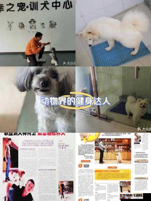 探索关于狗的绅士游戏：揭秘宠物与主人的互动乐趣与策略技巧