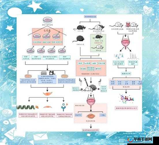 牡工ozO体内交FlO现象的科学解析：探索另类生物学反应与潜在应用