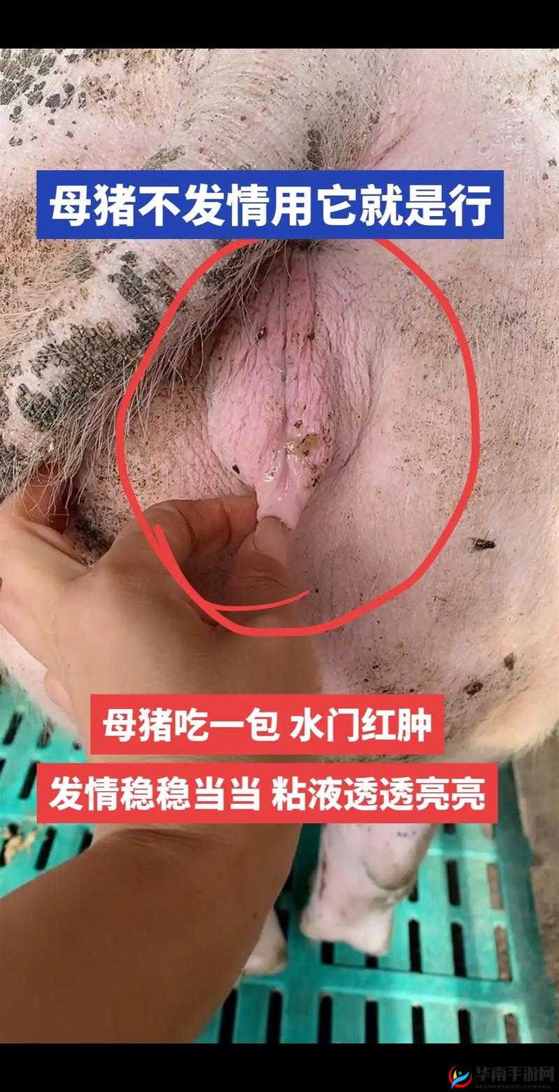 如何看待大水门事件中母猪的表现？