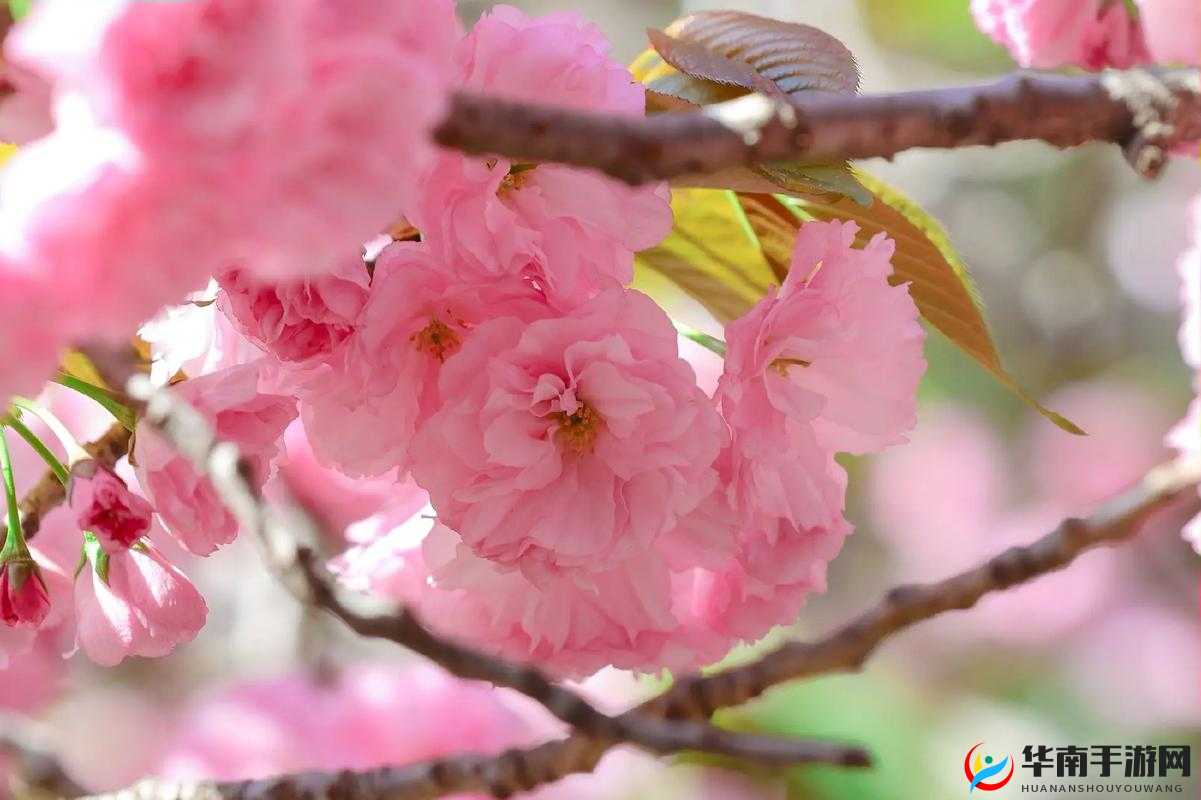 相亲对象是学生第12集全樱花：浪漫校园爱情故事，樱花下的甜蜜邂逅与心动瞬间