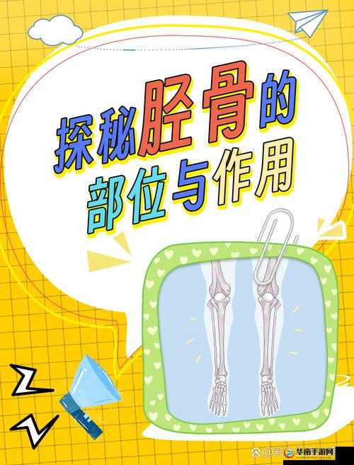一条腿的重量占全身多少？带你了解人体构造的奇妙比例探秘