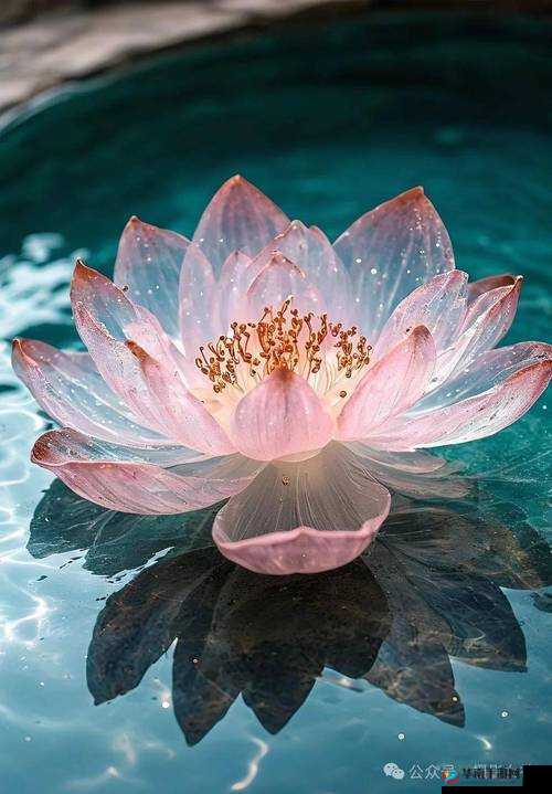 新疆女人活体莲花的神秘形态：揭开其独特魅力与自然奇观的真实面貌