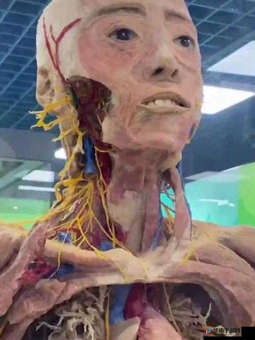 如何通过真人标本进行精准人体解剖学研究？详细步骤与案例分析