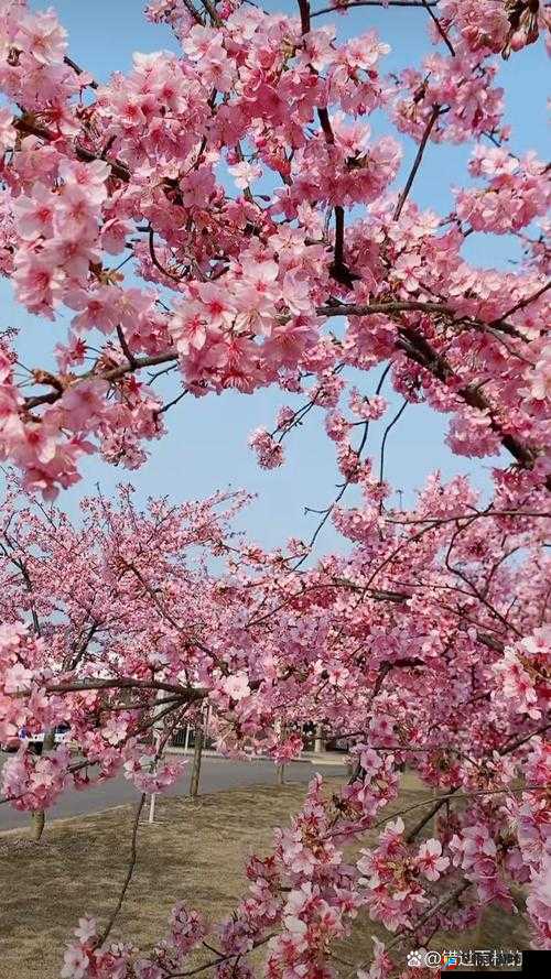 浪漫樱花高清在线观看下载，感受爱情的甜蜜与美好这个不仅包含了用户的搜索关键词，还通过描述电影的主题和情节，吸引用户点击同时，长度适中，符合百度 SEO 优化的要求