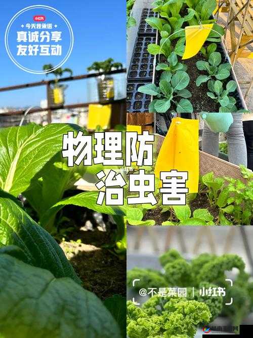 二年半黄板免费下载相关问题大揭秘，如何快速找到并安全下载二年半黄板？