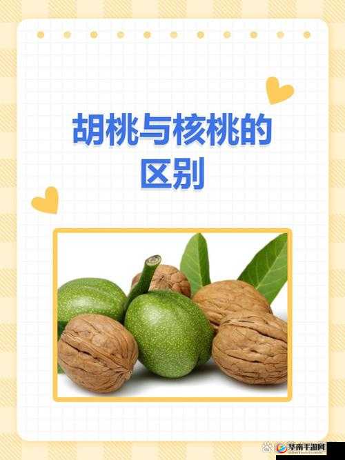 探索胡桃的奥秘：了解胡桃的营养价值和药用功效
