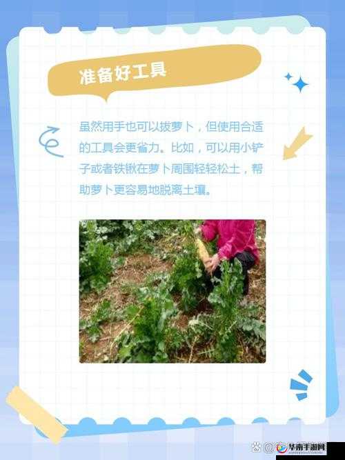 如何正确地拔出萝卜？掌握这些技巧就够了