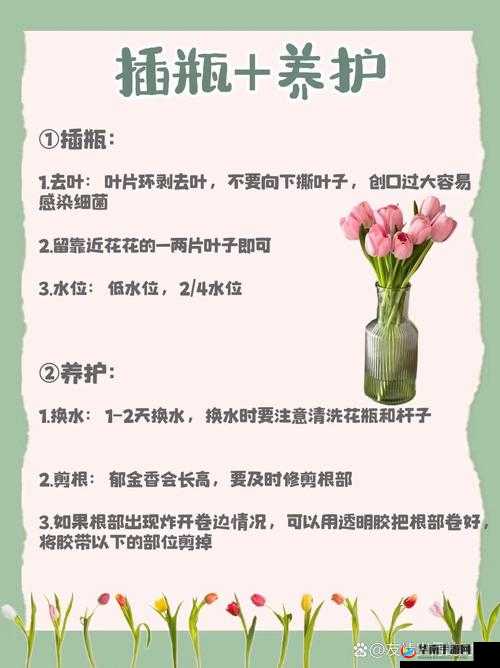 如何正确护理以挺进我的花苞，让花朵绽放更美丽？全面解析养护技巧