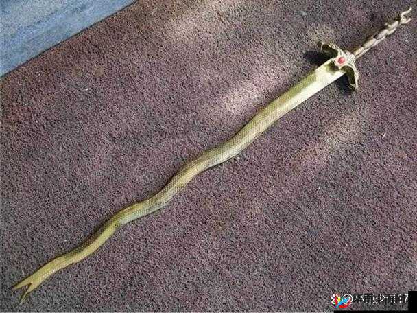 碧血剑金蛇残卷究竟隐藏何力量？全队加成能否助你问鼎天下？