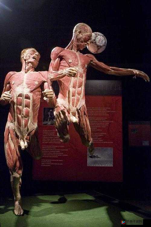 解剖帅气青年标本，背后隐藏着怎样的秘密与故事？深度揭秘令人震惊