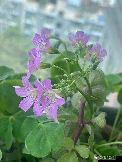 欢乐大星球如何高效刷三叶草碎片？三叶草孢子颜值究竟如何？