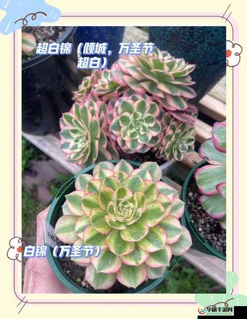 迷之国度惊奇之旅，法师究竟有多强？详细解析带你揭秘！