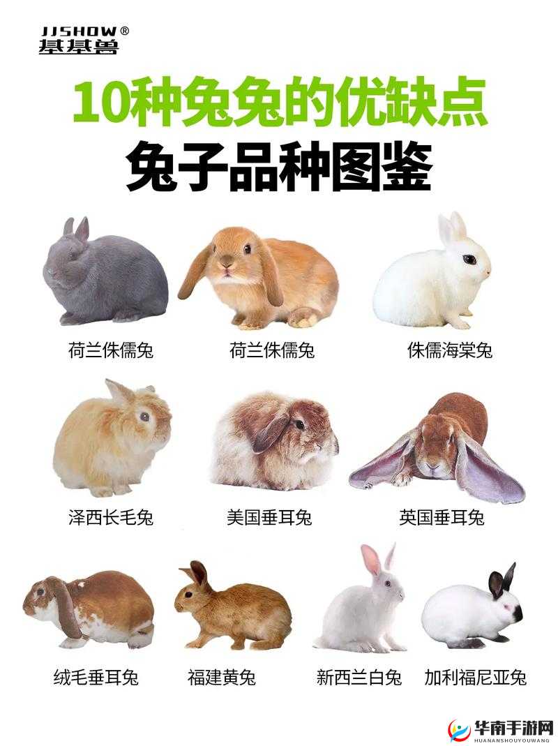 前期宠物选择大揭秘，萌萌哒的兔子，真的值得我们去抓取吗？