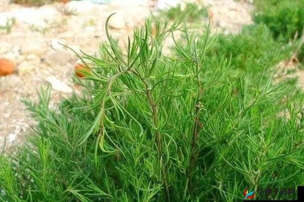 四阶植物谁最强？全屏大招植物让你战场寸草不生！